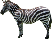 Zebra PNG image-8968